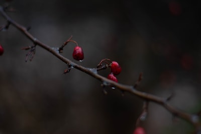 特写摄影中的红色圆形水果